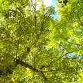 Nice green leaves against the blue sky, A Trip to Short Hills, New Jersey, United States - 20th October 2018