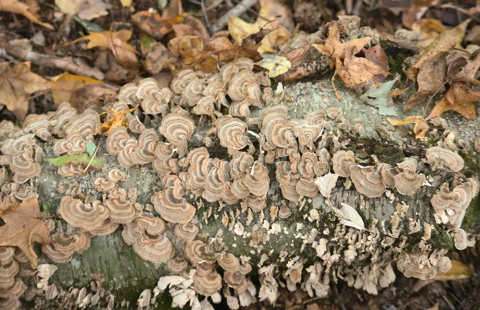 Funky stripey mushrooms on a log, from A Trip to Short Hills, New Jersey, United States - 20th October 2018