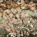 Funky stripey mushrooms on a log, A Trip to Short Hills, New Jersey, United States - 20th October 2018