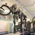 A nice skeleton of a woolly mammoth, Open-top Buses and a Day at the Museum, New York, United States - 22nd October 2018