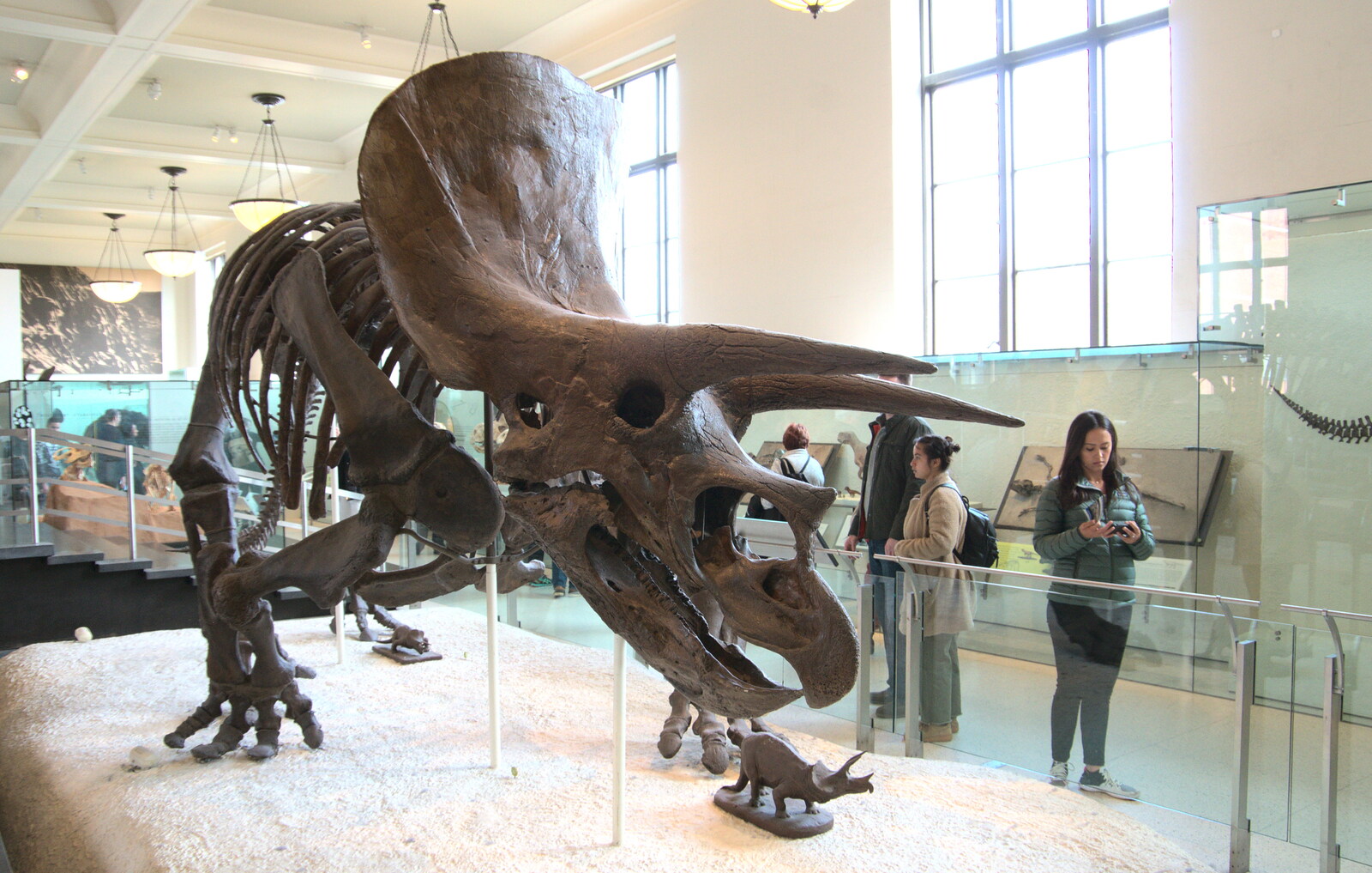 A Triceratops fossil skeleton from Open-top Buses and a Day at the Museum, New York, United States - 22nd October 2018