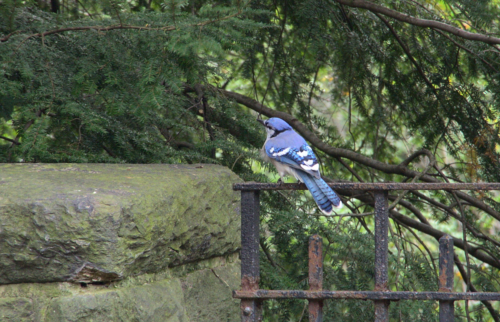 A Blue Jay from Open-top Buses and a Day at the Museum, New York, United States - 22nd October 2018