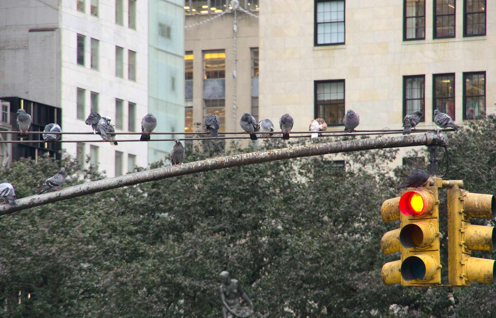 Pigeons on a traffic light from Open-top Buses and a Day at the Museum, New York, United States - 22nd October 2018