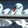 Swan pedalos on the Orange Resevoir, Pumpkin Picking at Alstede Farm, Chester, Morris County, New Jersey - 24th October 2018