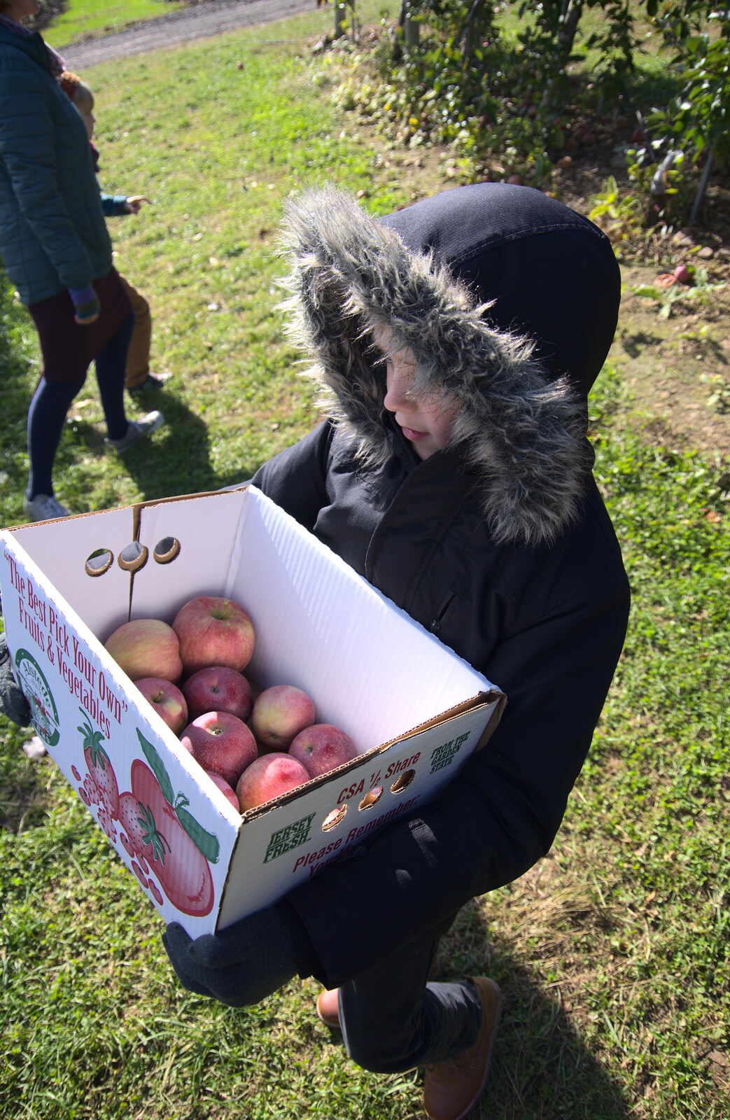 Fred's box of apples from Pumpkin Picking at Alstede Farm, Chester, Morris County, New Jersey - 24th October 2018
