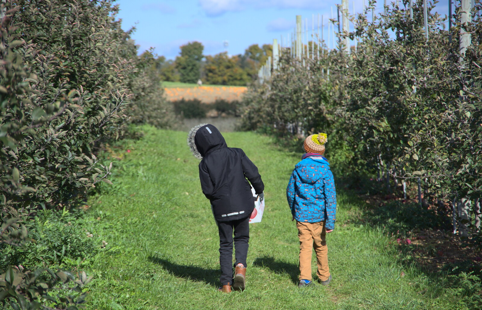 Fred and Harry look for more apples to pick from Pumpkin Picking at Alstede Farm, Chester, Morris County, New Jersey - 24th October 2018