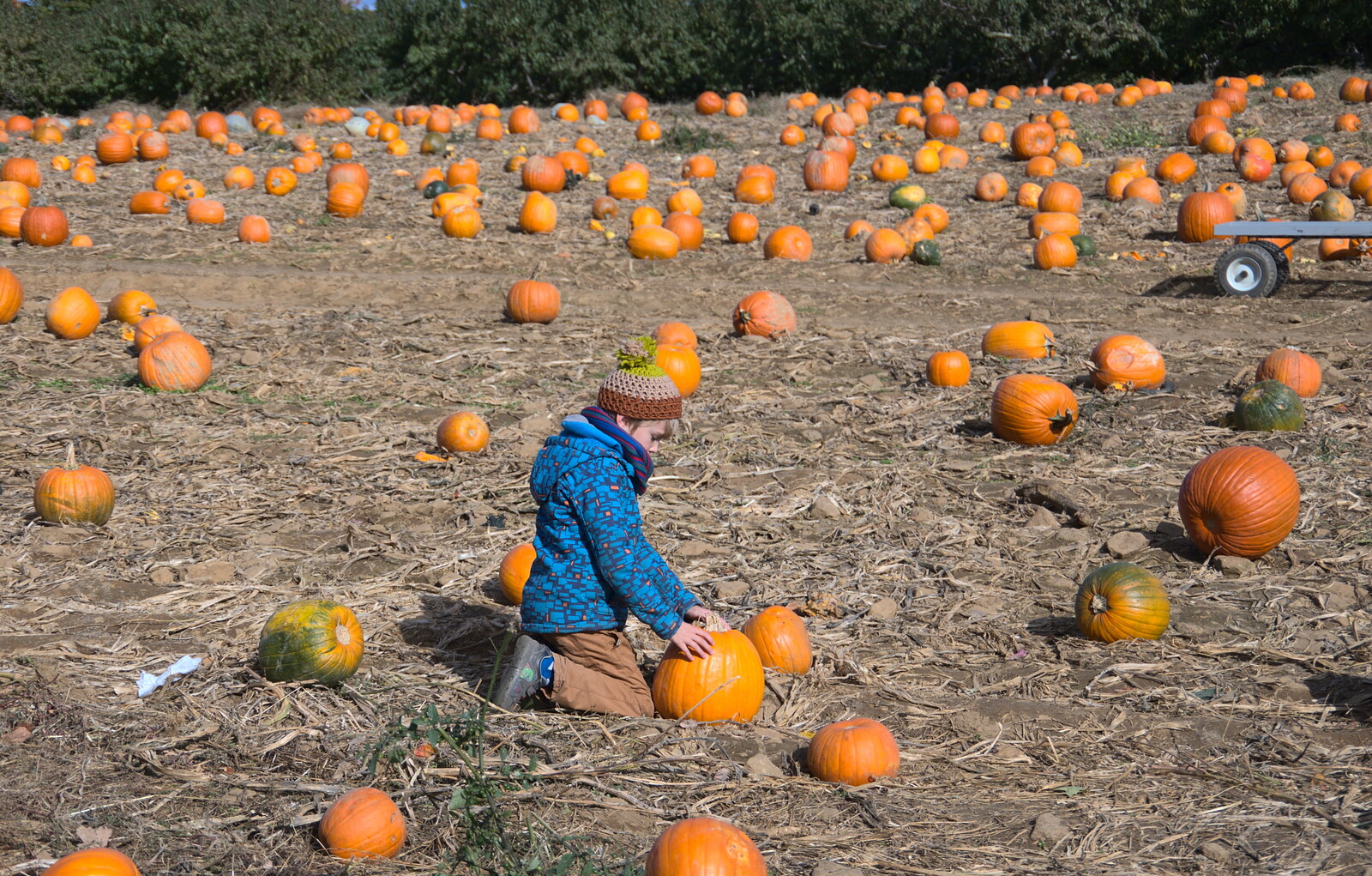 Harry contemplates a big orange vegetable from Pumpkin Picking at Alstede Farm, Chester, Morris County, New Jersey - 24th October 2018