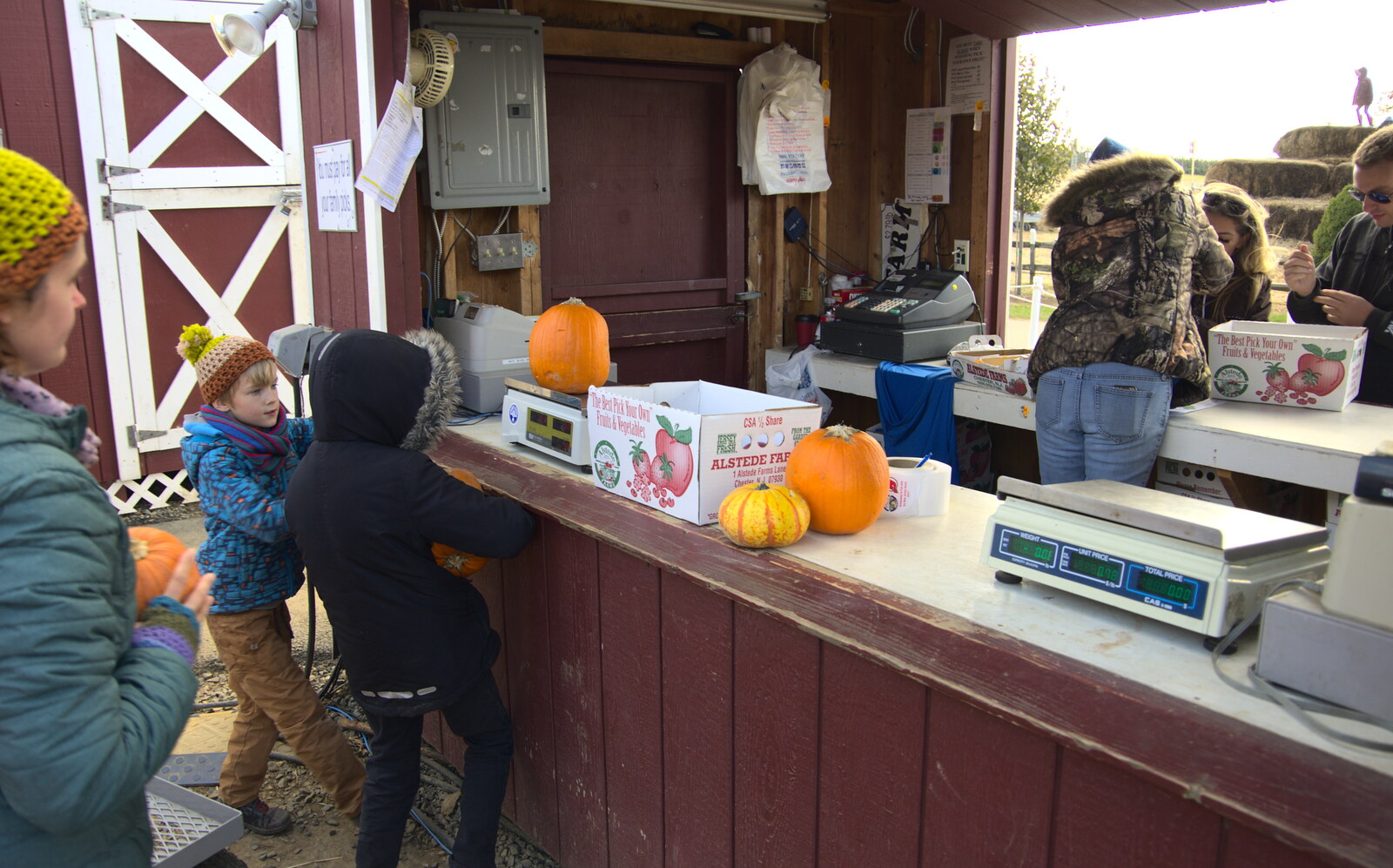 Fred hauls a pumpkin up to the counter from Pumpkin Picking at Alstede Farm, Chester, Morris County, New Jersey - 24th October 2018