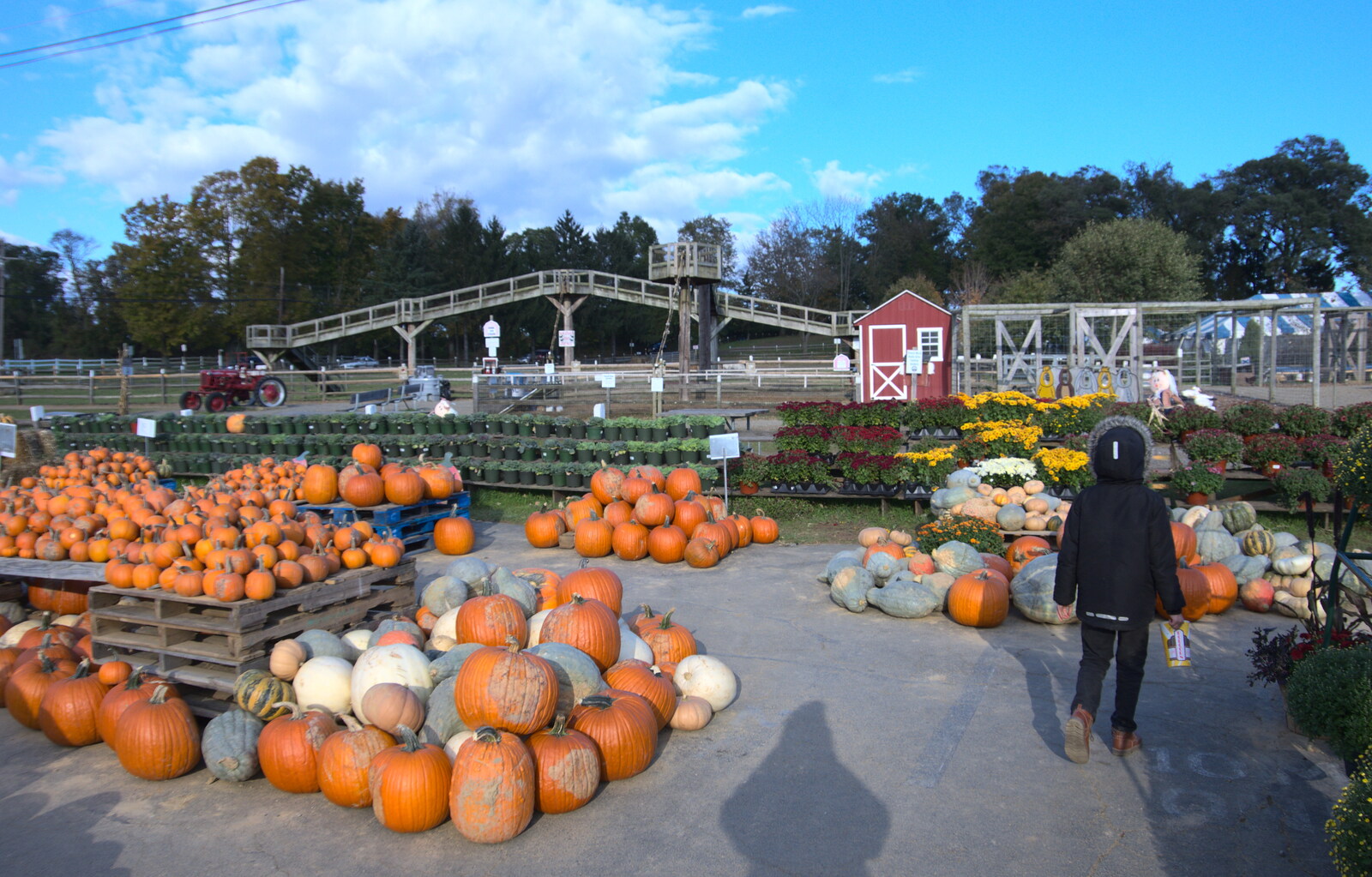 Fred wanders around the pumpkins from Pumpkin Picking at Alstede Farm, Chester, Morris County, New Jersey - 24th October 2018