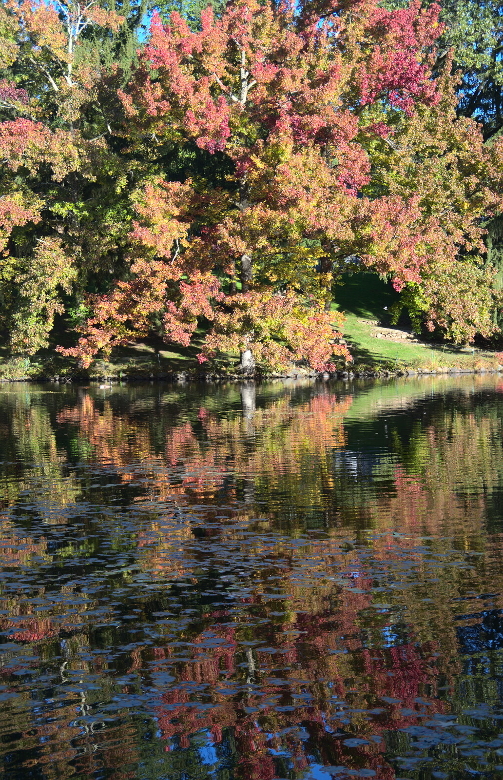 Autumn colours reflected in the pond from Pumpkin Picking at Alstede Farm, Chester, Morris County, New Jersey - 24th October 2018
