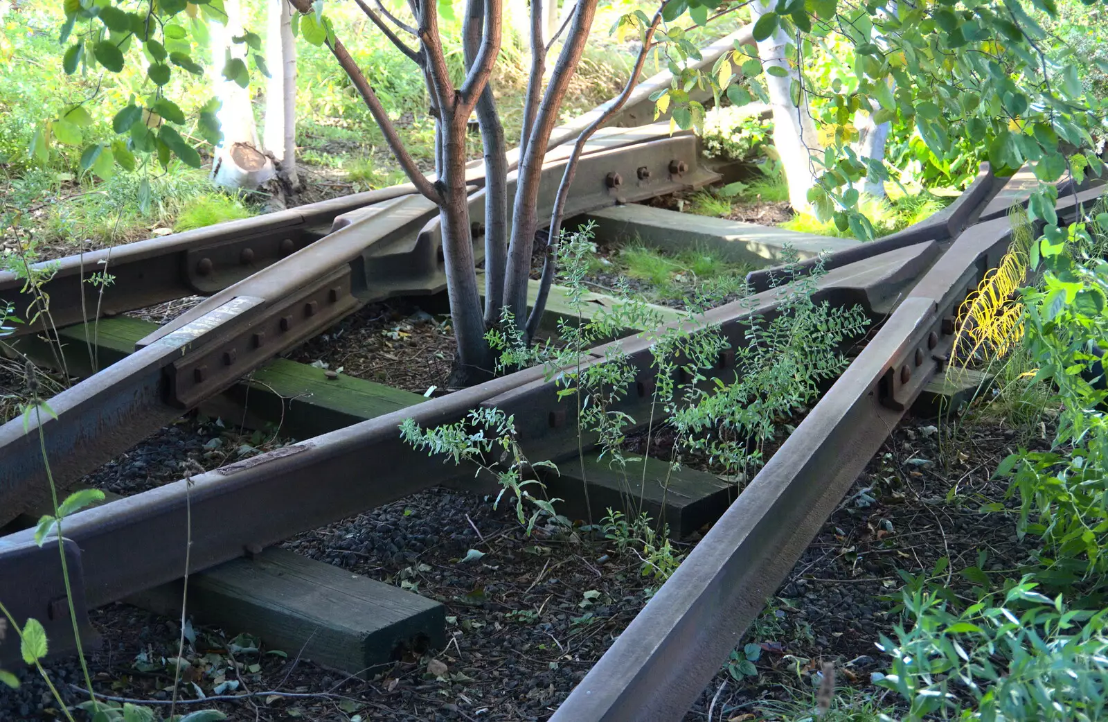 Trees grow up through derelict tracks, from Times Square, USS Intrepid and the High Line, Manhattan, New York - 25th October 2018