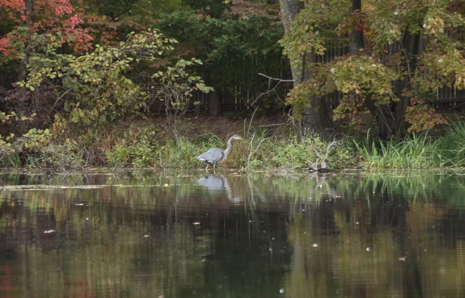 A heron does its daily creep-around, from Times Square, USS Intrepid and the High Line, Manhattan, New York - 25th October 2018