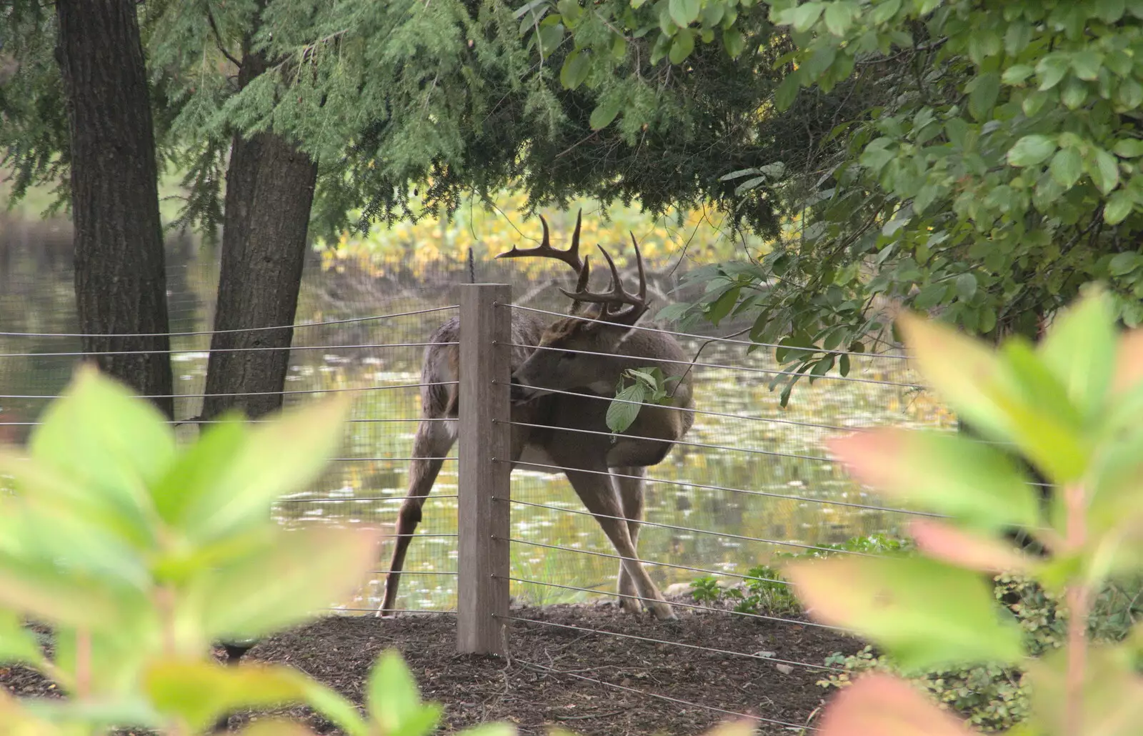 There's a small stag deer in the garden, from Times Square, USS Intrepid and the High Line, Manhattan, New York - 25th October 2018