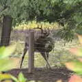 There's a small stag deer in the garden, Times Square, USS Intrepid and the High Line, Manhattan, New York - 25th October 2018