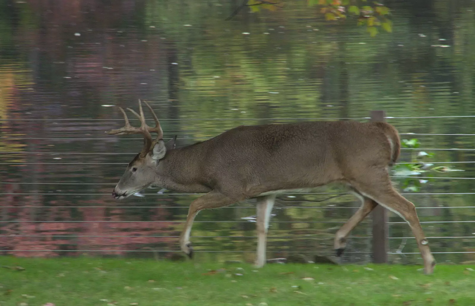 The deer trots away, from Times Square, USS Intrepid and the High Line, Manhattan, New York - 25th October 2018