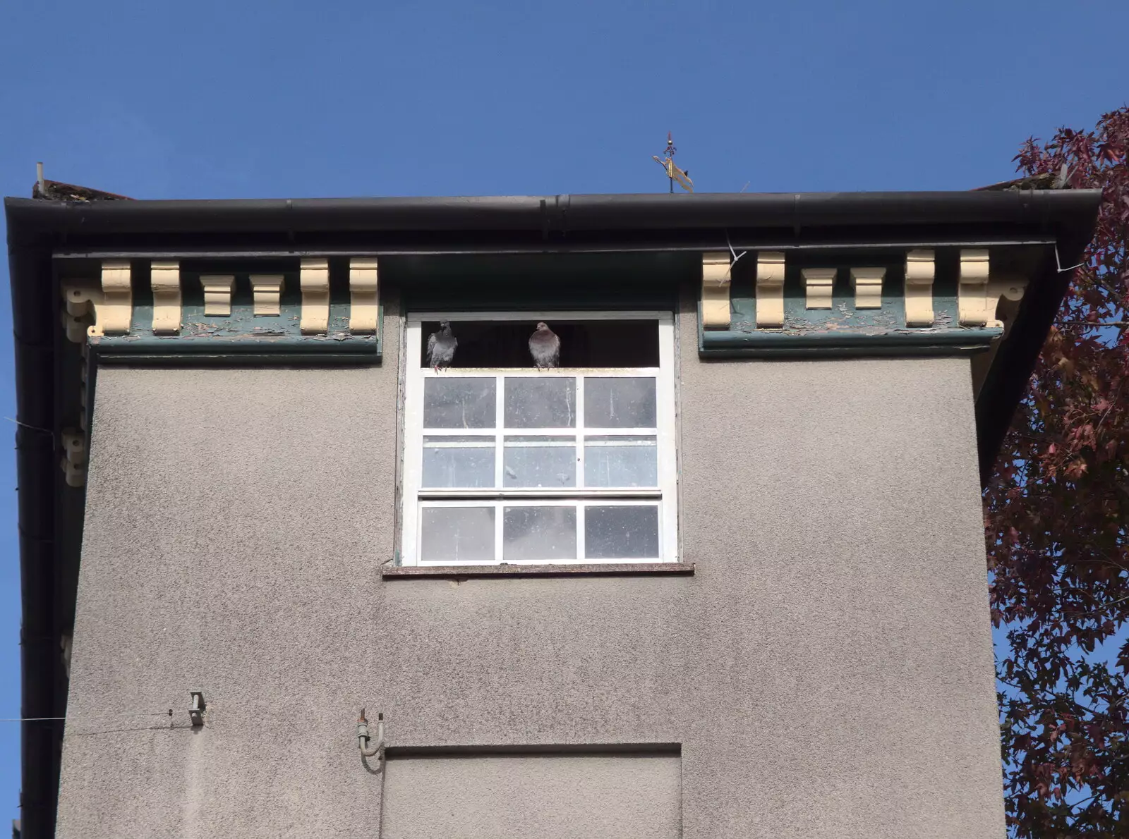 The pigeons have a good view of the market place, from Apples and Fireworks, Carleton Rode and Palgrave, Suffolk - 4th November 2018