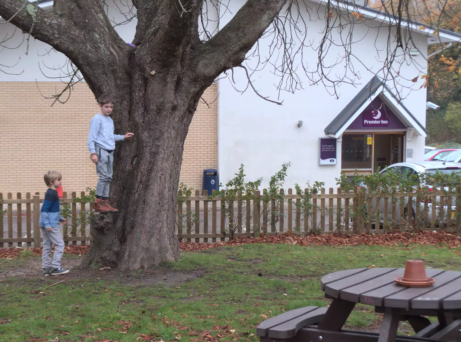 Fred's up a tree, from Thanksgiving in Highcliffe, Dorset - 23rd November 2018