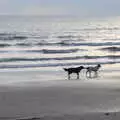 Dog walker on the beach, Thanksgiving in Highcliffe, Dorset - 23rd November 2018