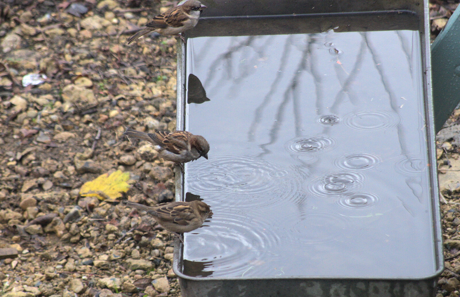 The sparrows are having fun in a tray of water from A Pub Crawl and Christmas Lights, Thornham, Cotton, Bacton and Eye, Suffolk - 7th December 2018