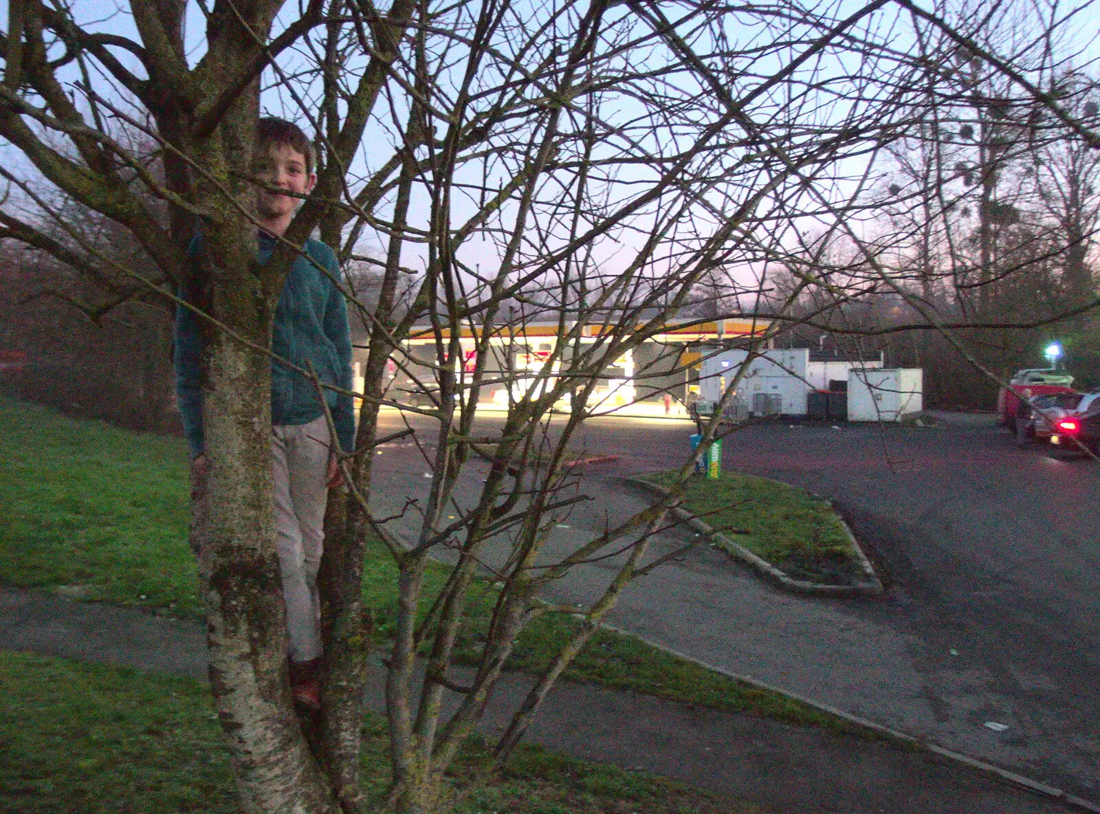 Fred's up a tree at the services near Amesbury, from Boxing Day in Devon, Spreyton, Devon - 26th December 2018