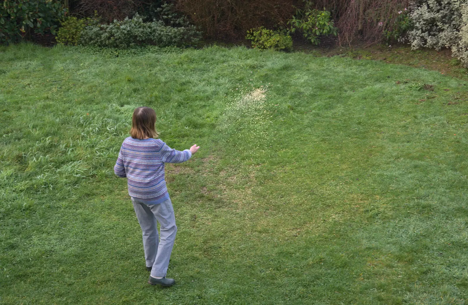 Mother throws out some more birdseed, from Boxing Day in Devon, Spreyton, Devon - 26th December 2018