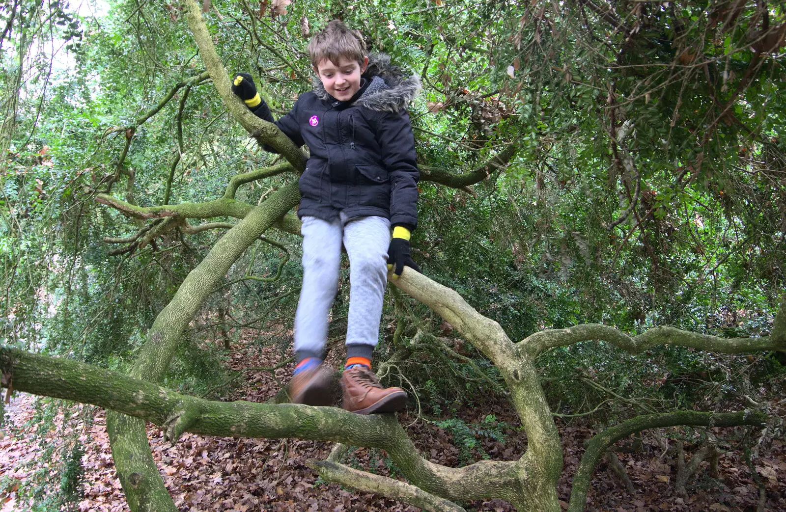 Fred's up a tree again, from Ickworth House, Horringer, Suffolk - 29th December 2018