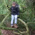 Fred's up a tree again, Ickworth House, Horringer, Suffolk - 29th December 2018