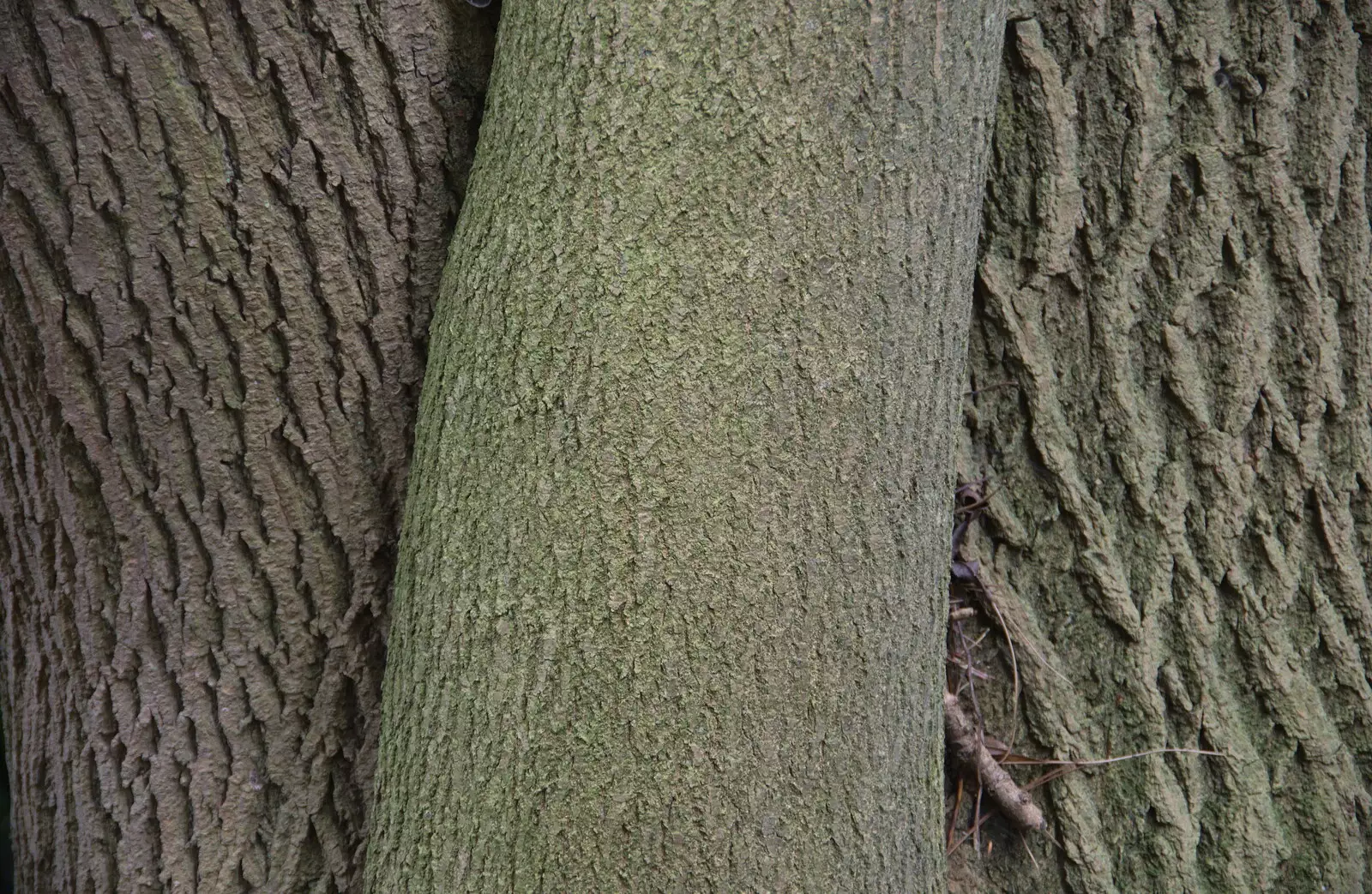 The same tree has three very different trunks, from Ickworth House, Horringer, Suffolk - 29th December 2018