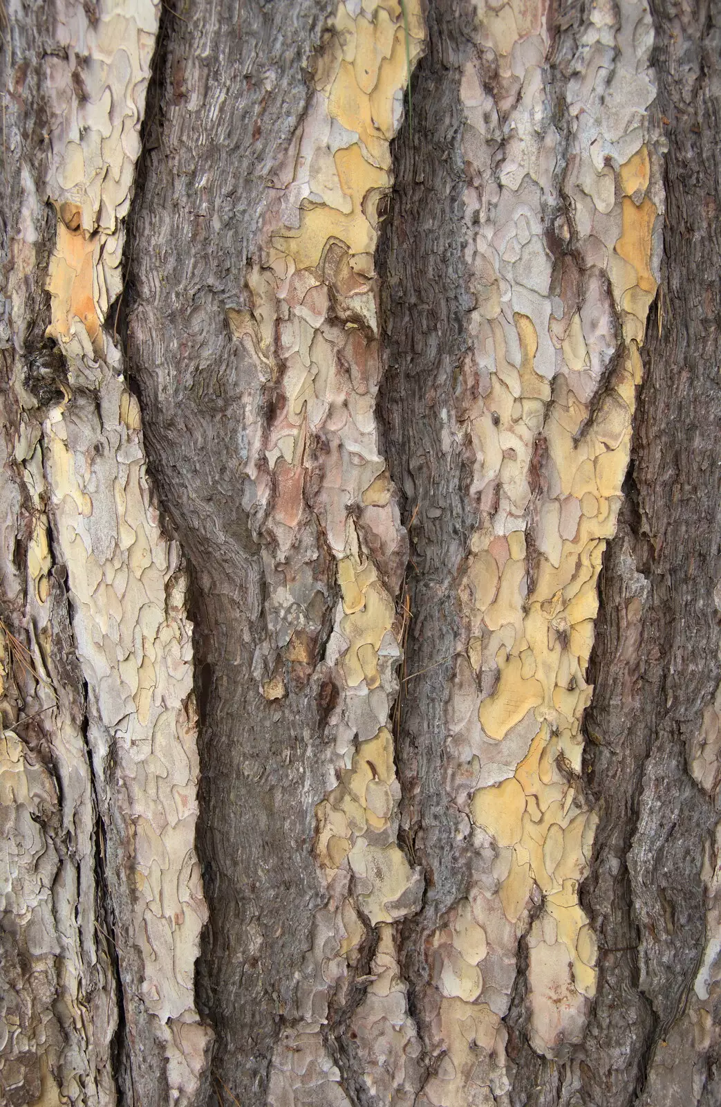 Nice-looking bark, from Ickworth House, Horringer, Suffolk - 29th December 2018