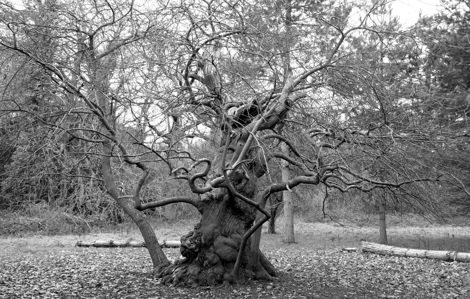 A very gnarly tree from Ickworth House, Horringer, Suffolk - 29th December 2018