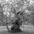 A very gnarly tree, Ickworth House, Horringer, Suffolk - 29th December 2018