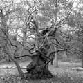 A very gnarly tree, Ickworth House, Horringer, Suffolk - 29th December 2018