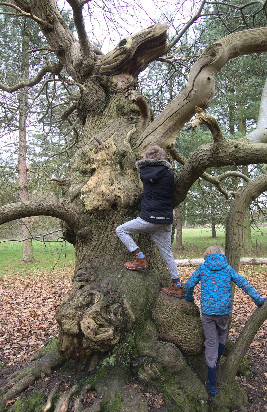 The boys climb the incredibly gnarly tree, from Ickworth House, Horringer, Suffolk - 29th December 2018