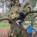 The boys climb the incredibly gnarly tree, Ickworth House, Horringer, Suffolk - 29th December 2018