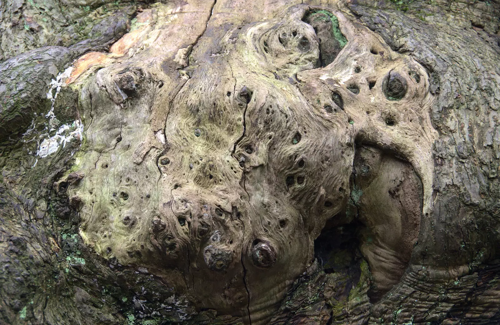 An alien head with lots of blob-like eyes, from Ickworth House, Horringer, Suffolk - 29th December 2018