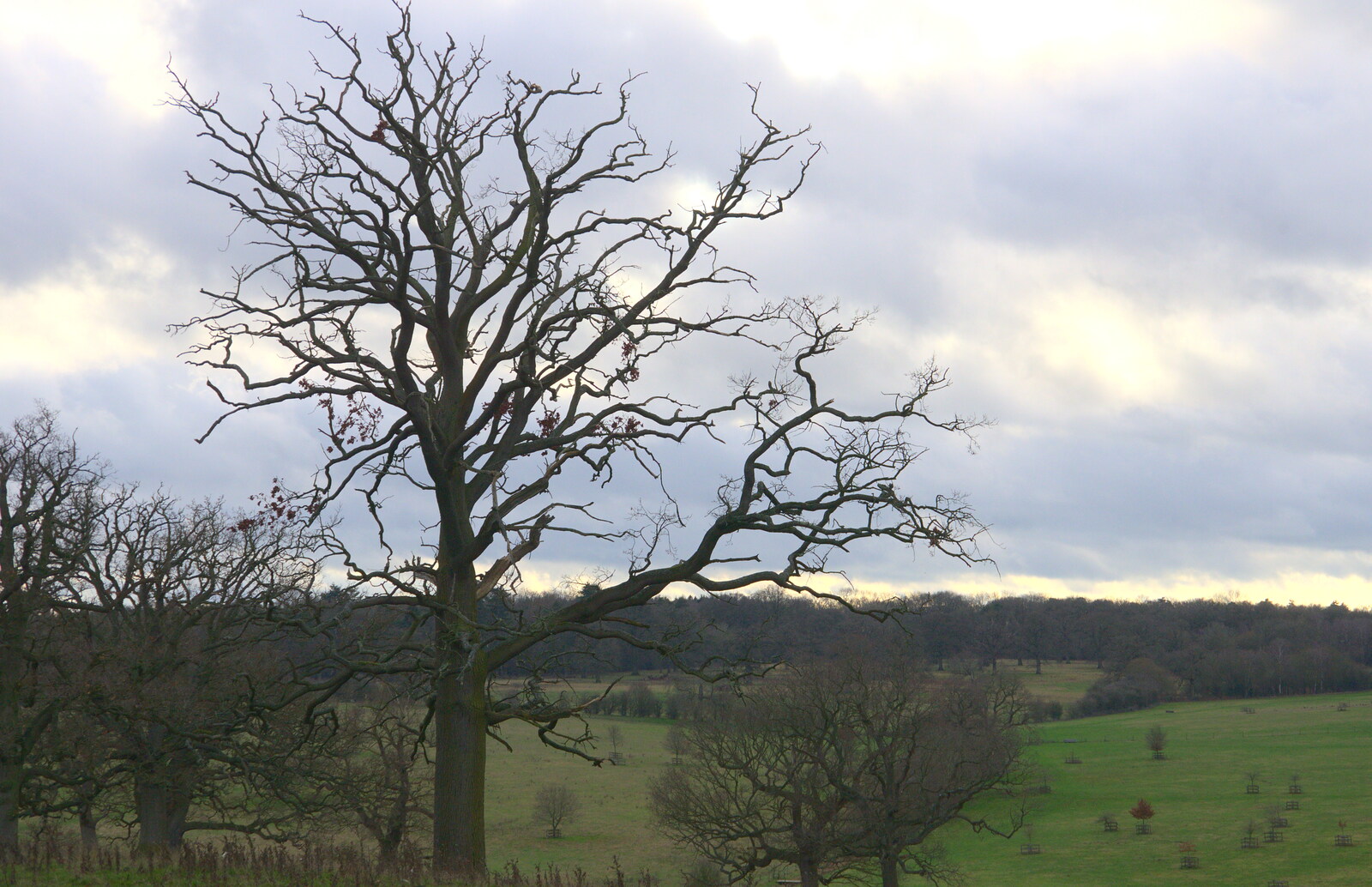 Tree skeleton overlooking the fields from Ickworth House, Horringer, Suffolk - 29th December 2018