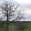 Tree skeleton overlooking the fields, Ickworth House, Horringer, Suffolk - 29th December 2018