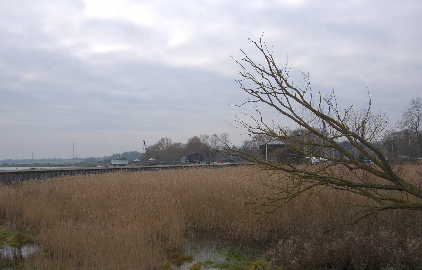 A leaning-over tree and the marshes from A Postcard From Woodbridge, Suffolk - 4th January 2019