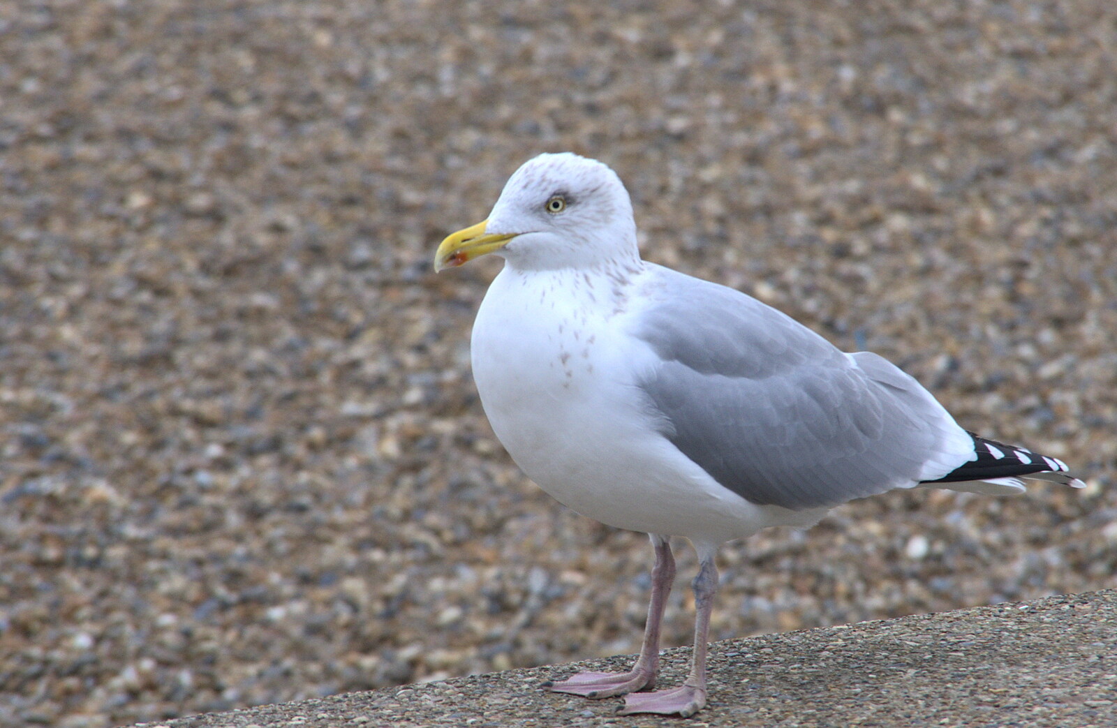 A herring gull looks a bit 'meh' from A Postcard from Aldeburgh, Suffolk - 6th January 2019