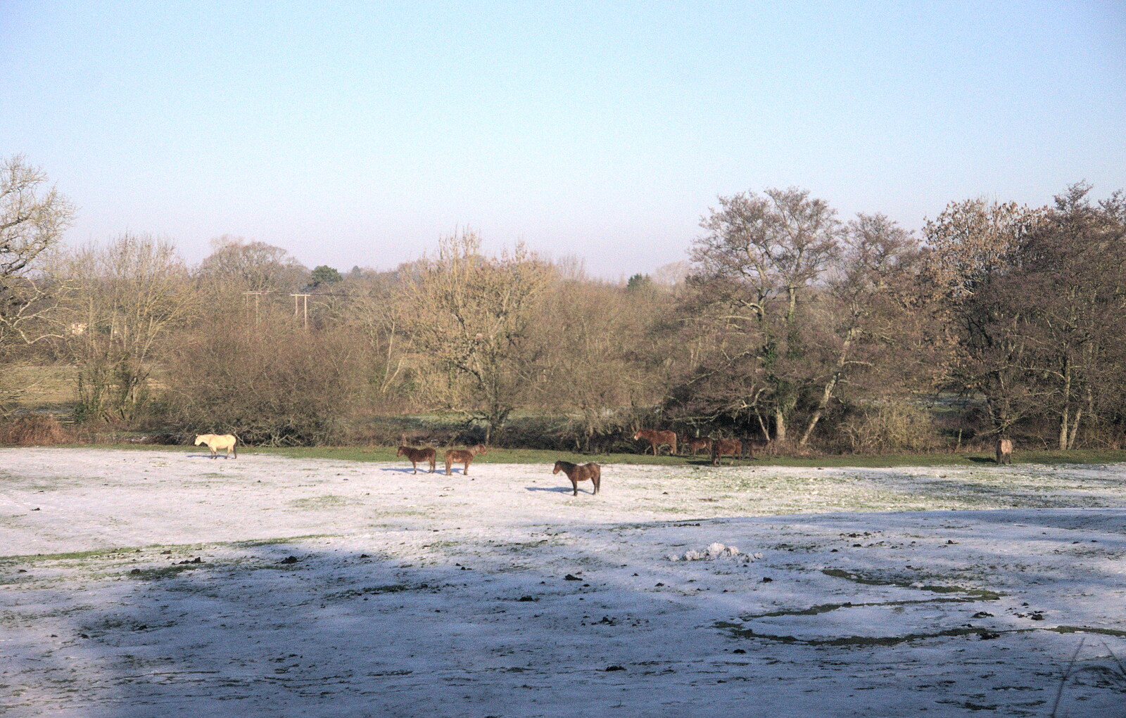 New Forest ponies in the snow from A Wintry Trip Down South, Walkford, Dorset - 1st February 2019