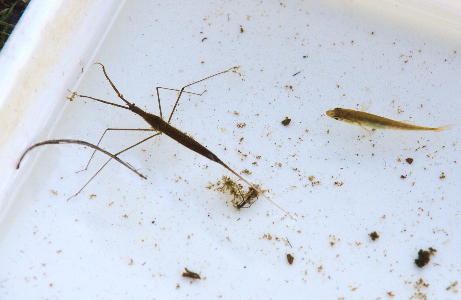 Aquatic stick insect and stickleback from A Trip to Dunwich Heath, Dunwich, Suffolk - 17th February 2019