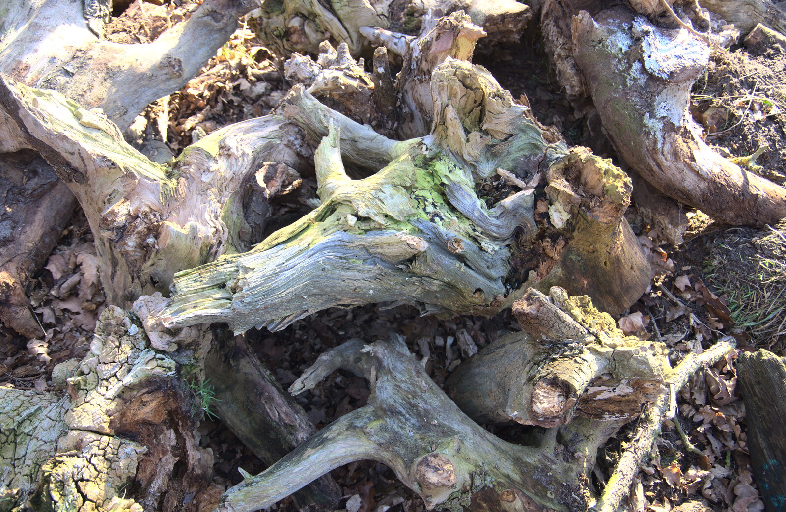 Nice green lichen on a stumpery from A Trip to Dunwich Heath, Dunwich, Suffolk - 17th February 2019