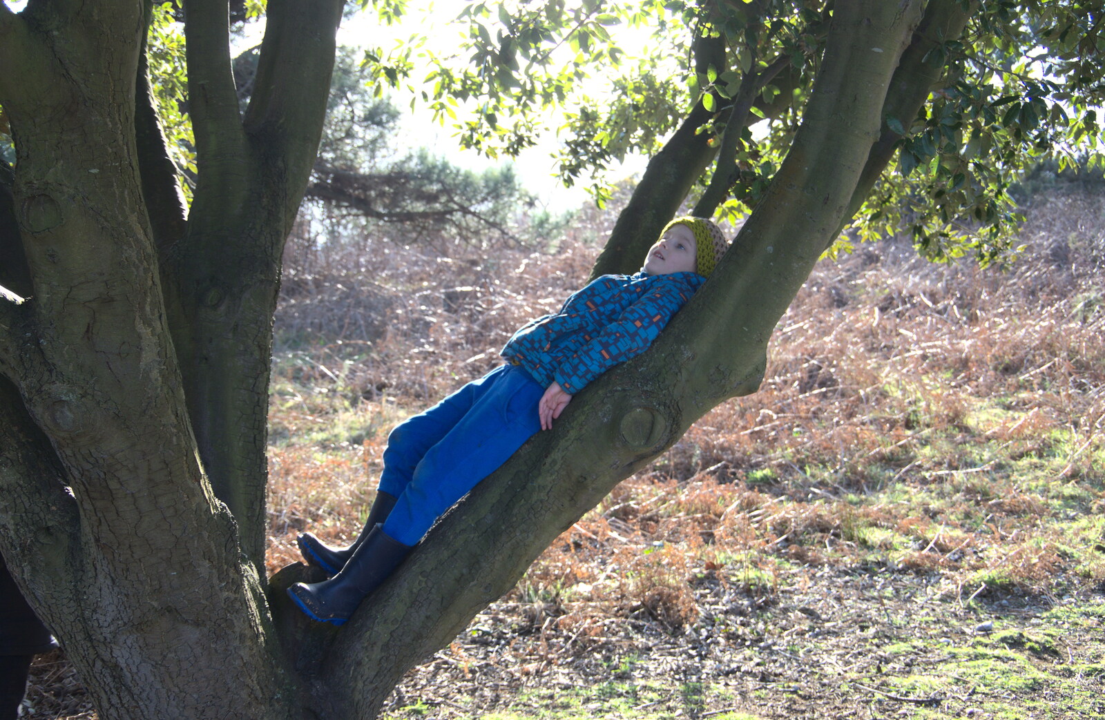 Harry leans back in a tree from A Trip to Dunwich Heath, Dunwich, Suffolk - 17th February 2019