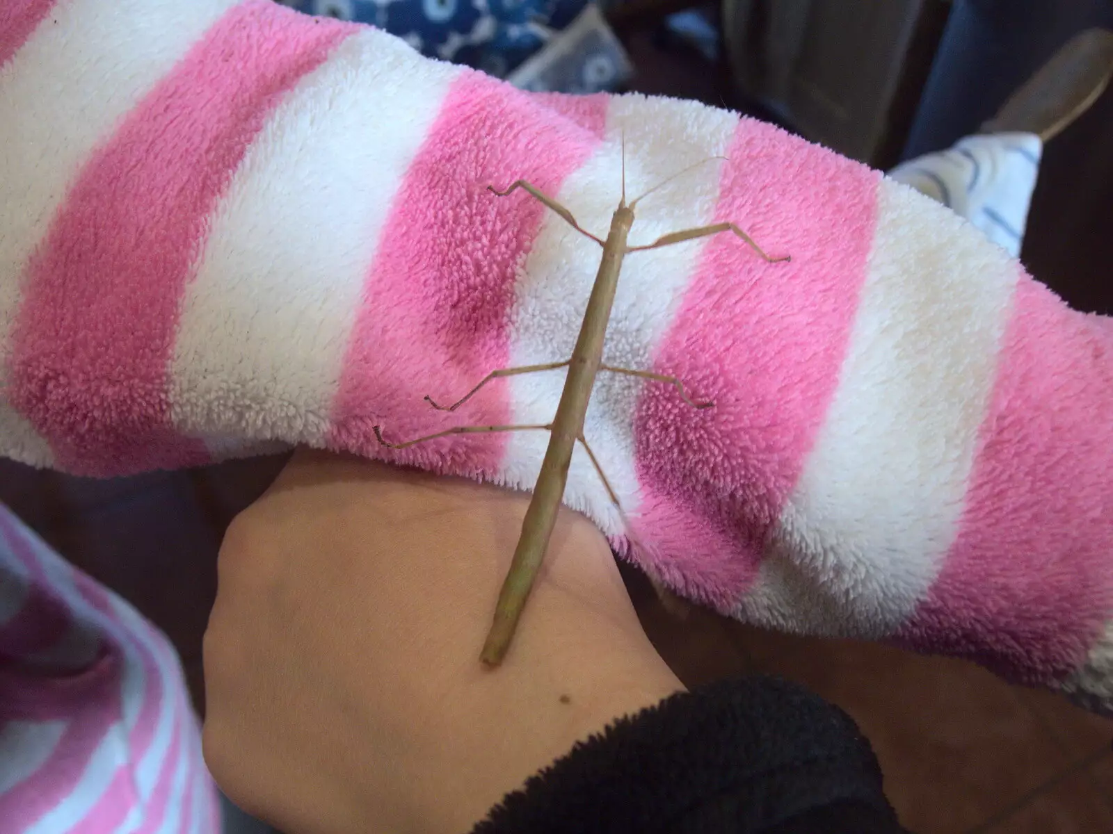 Stephanie, the boys' new Stick Insect, from Diss Express Photos and a Garden Den, Eye, Suffolk - 23rd February 2019