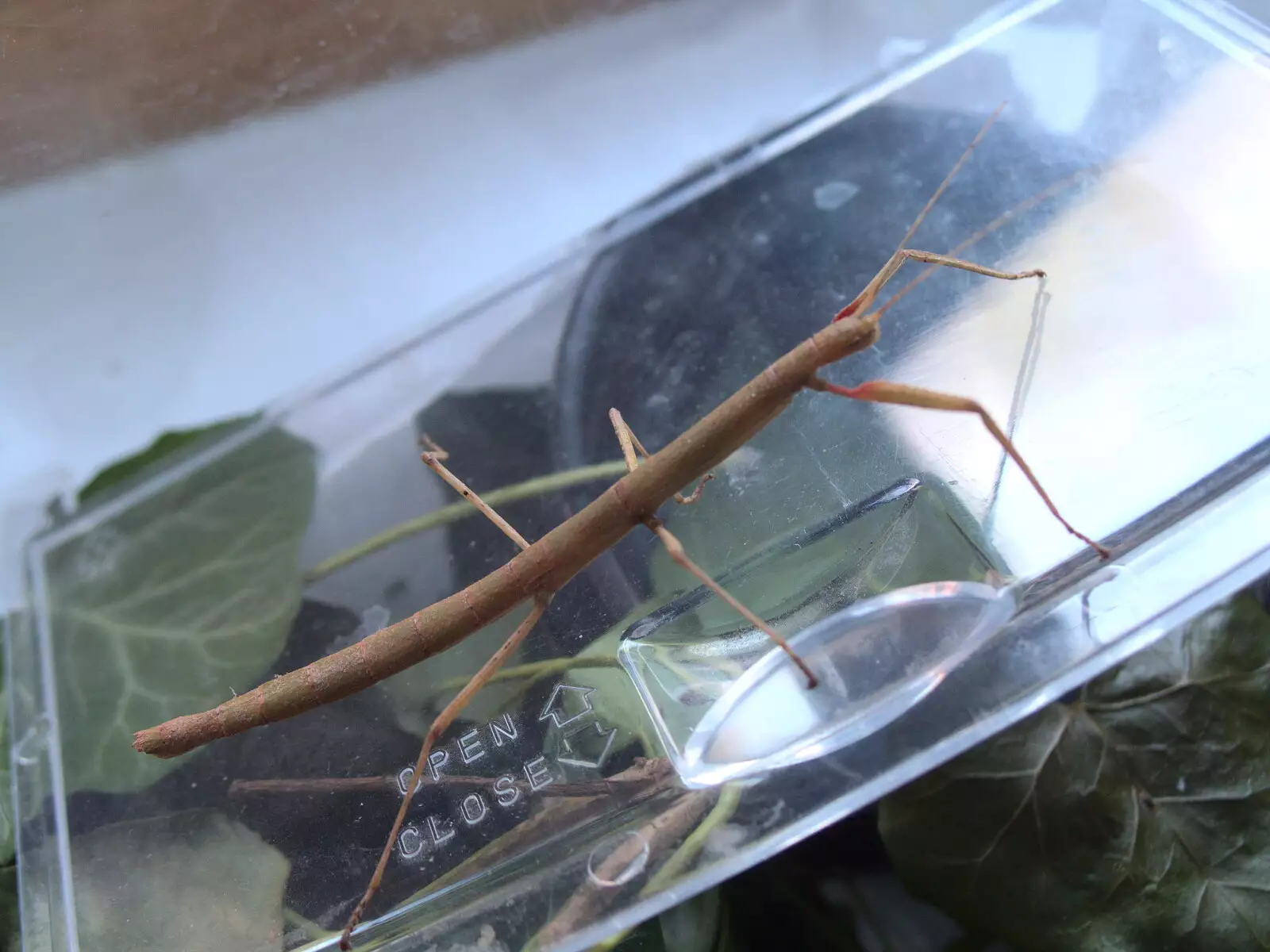 The stick insect goes for a walk, from Diss Express Photos and a Garden Den, Eye, Suffolk - 23rd February 2019