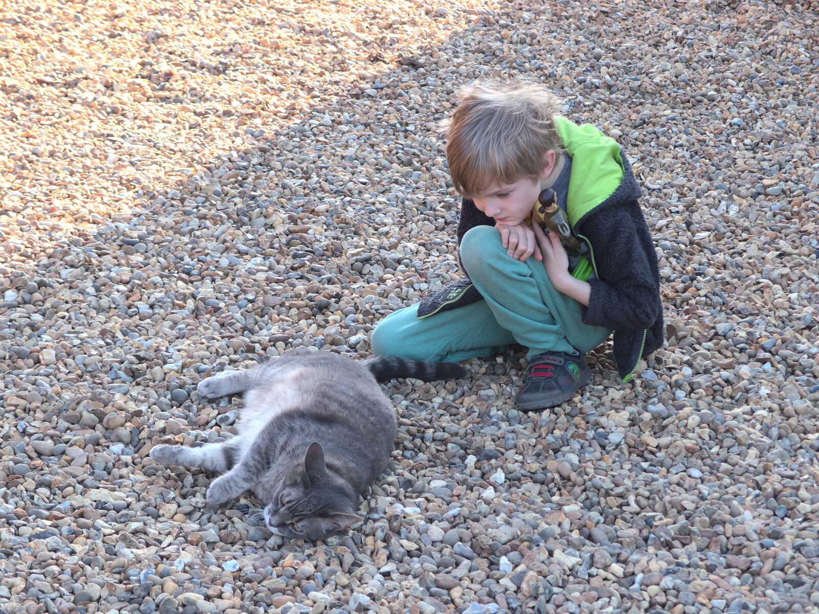 Harry interacts with Boris - Stripey Cat from Diss Express Photos and a Garden Den, Eye, Suffolk - 23rd February 2019