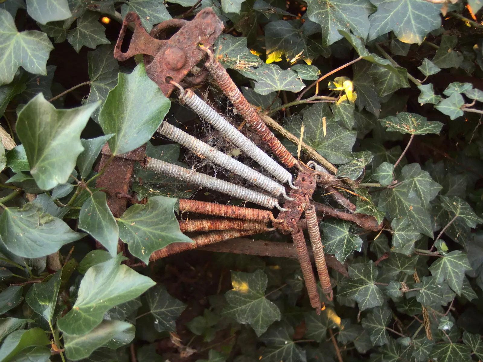 An old bicycle seat pokes through the ivy, from Diss Express Photos and a Garden Den, Eye, Suffolk - 23rd February 2019