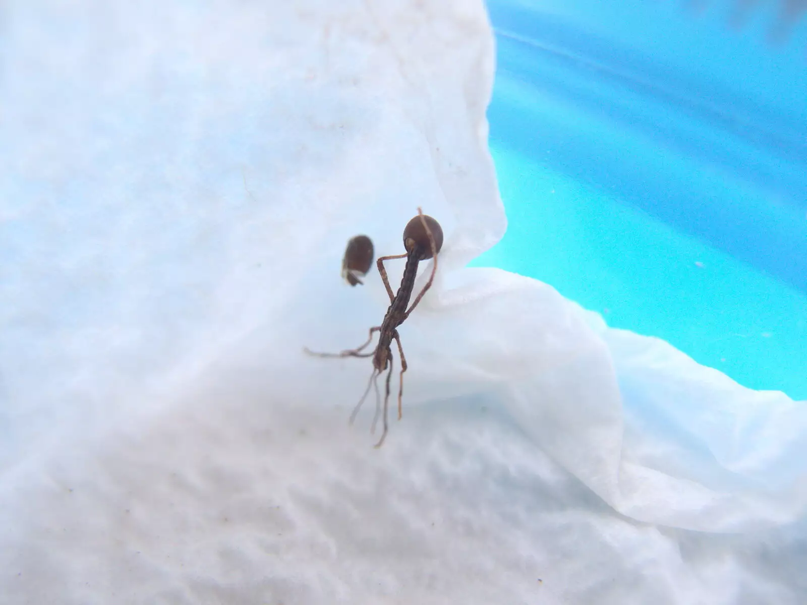 Stephanie's baby Egg-butt, with a stuck egg case, from The G-Unit Moves In, Eye, Suffolk - 4th March 2019