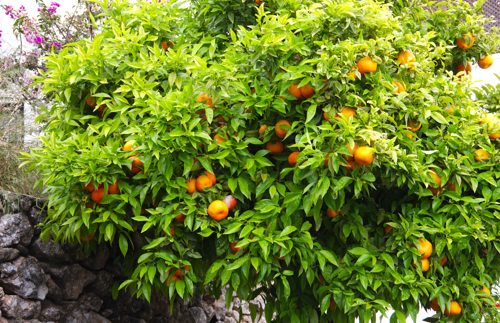 We're constantly amused to see actual orange trees from The Caves of Nerja, and Frigiliana, Andalusia, Spain - 18th April 2019