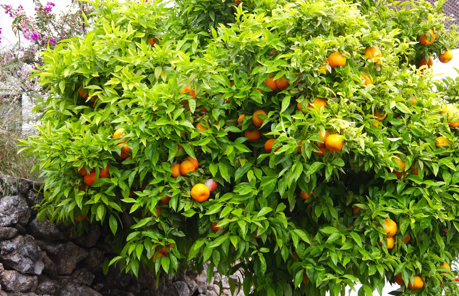 We're constantly amused to see actual orange trees, from The Caves of Nerja, and Frigiliana, Andalusia, Spain - 18th April 2019